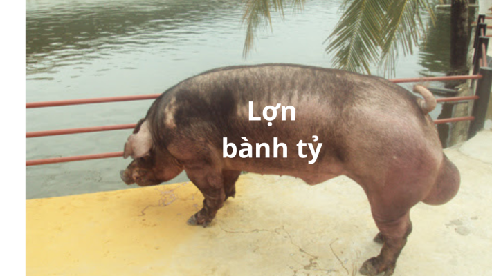 lon banh ty