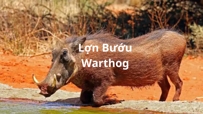 Lợn Bướu Warthog
