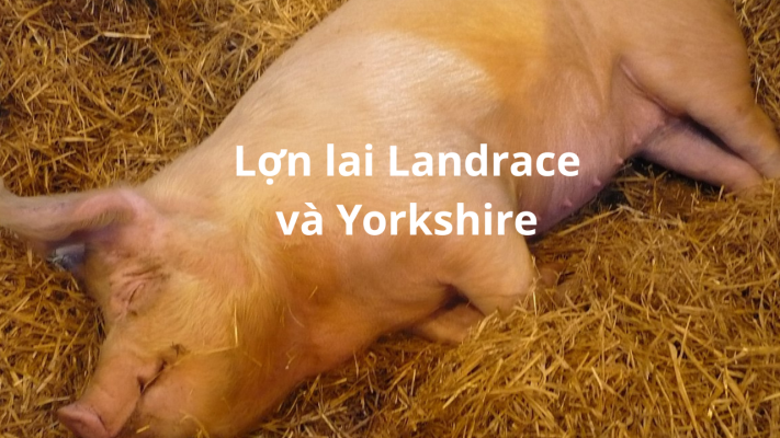 Lợn lai Landrace và Yorkshire