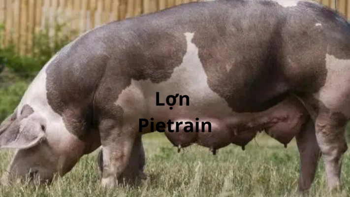 lon pietrain