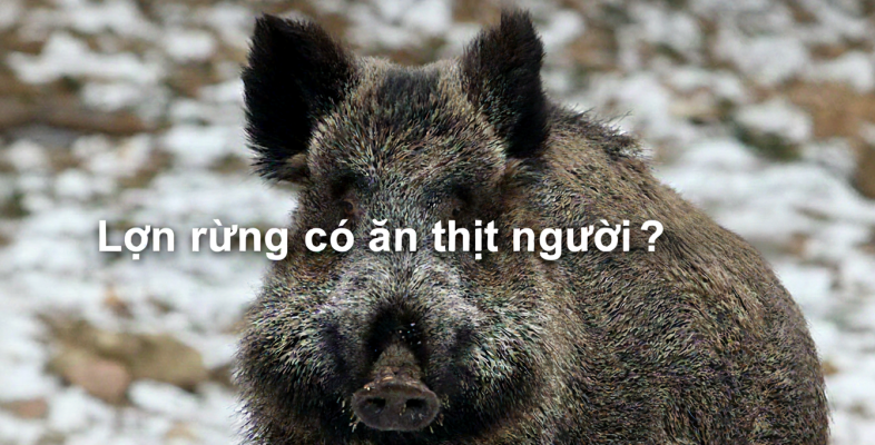 Lợn Rừng Có Ăn Thịt Người Không?