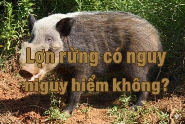 Lợn Rừng Có Nguy Hiểm Không?