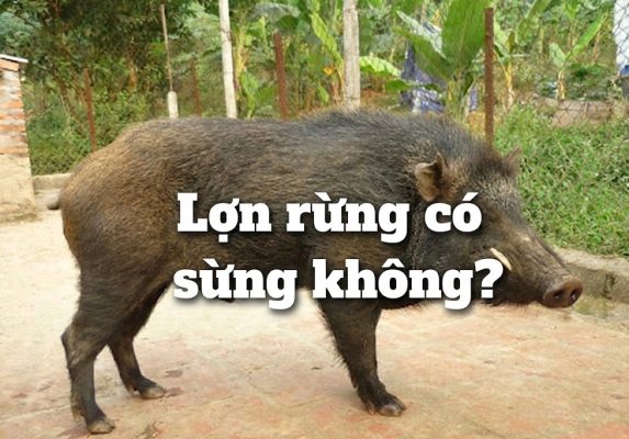 Lợn Rừng Có Sừng Không