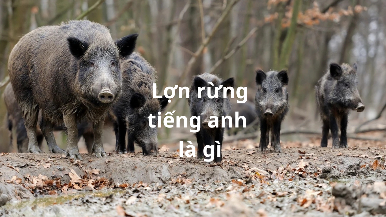 Lợn Rừng Tiếng Anh Là Gì?