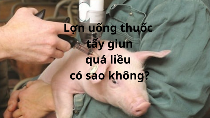 lon uong thuoc tay giun qua lieu co sao khong