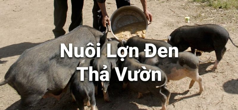 Nuôi Lợn Đen Thả Vườn