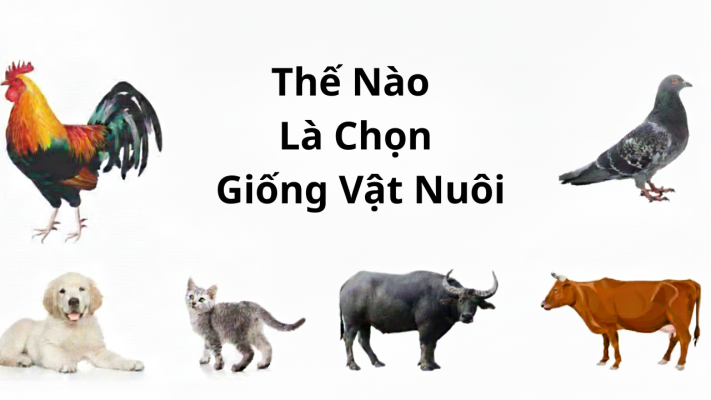 Thế Nào Là Chọn Giống Vật Nuôi?