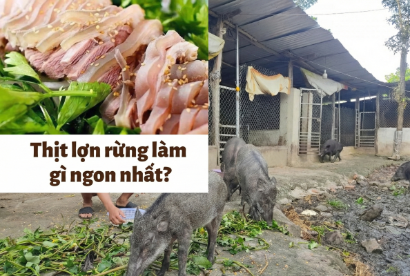 Thịt Heo Rừng Làm Gì Ngon Nhất?