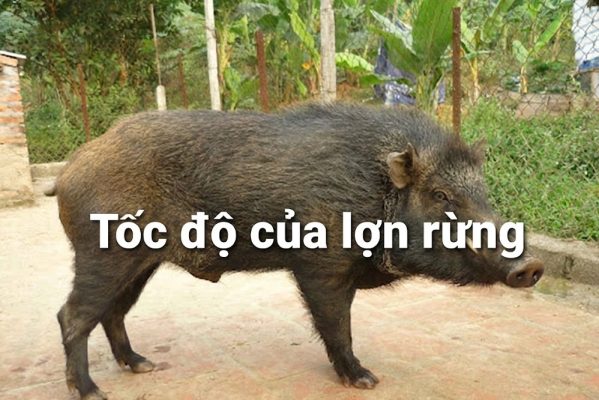 Tốc Độ Của Lợn Rừng Là Bao Nhiêu