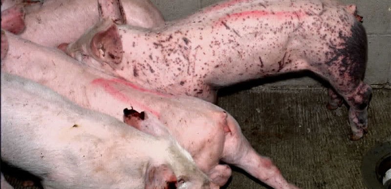 trieu chung heo bi giun san