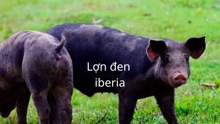 lợn đen iberia