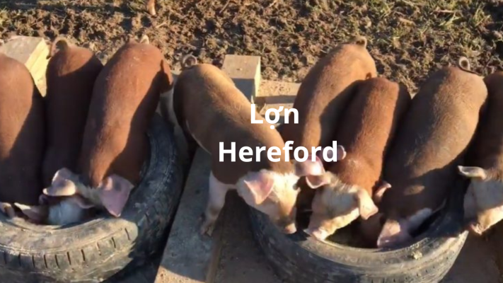 Lợn Hereford