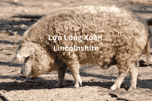 Lợn Lông Xoăn Lincolnshire