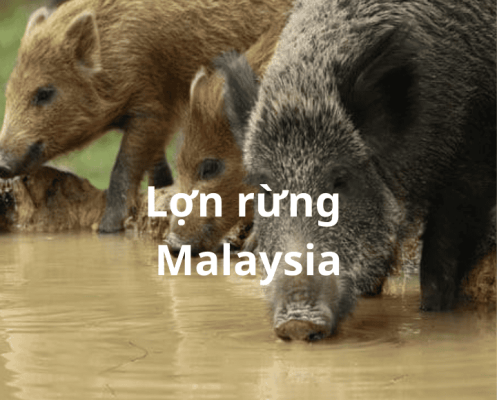 lon rung malaysia