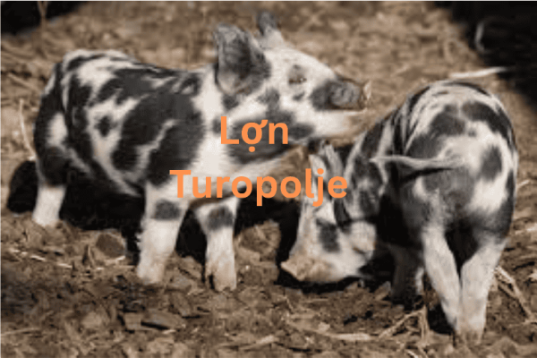 lon turopolje