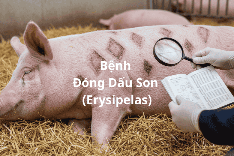 Bệnh Đóng Dấu Son (Erysipelas)