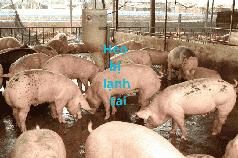Heo bị lạnh tai