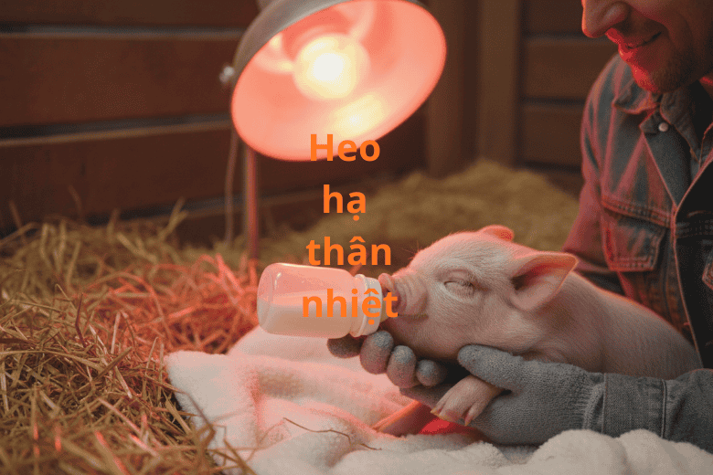 Cách giữ ấm an toàn cho heo bị hạ thân nhiệt