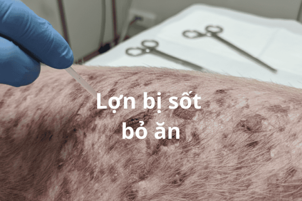 Lợn Bị Sốt Đỏ Bỏ Ăn: Nguyên Nhân, Cách Nhận Biết