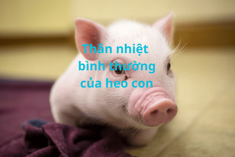 thân nhiệt bình thường của heo con