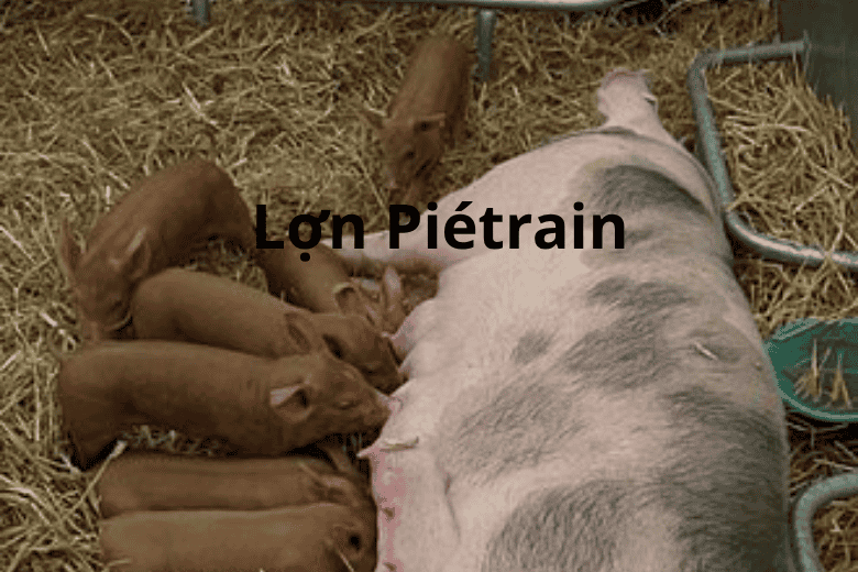 Kỹ thuật nuôi Lợn Piétrain siêu nạc: Bí quyết thành công từ chọn giống đến chuồng trại