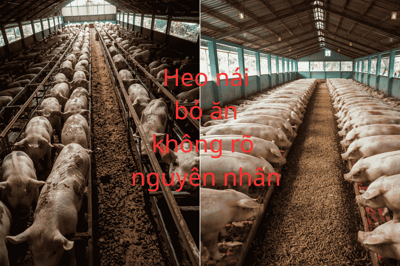 Kinh nghiệm dân gian: Heo nái bỏ ăn sau khi sinh (Hội chứng MMA)