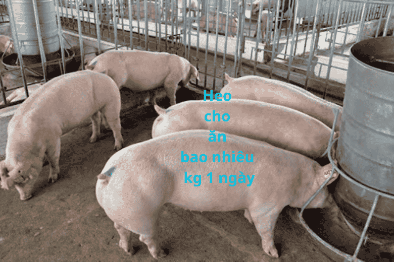 Heo ăn bao nhiêu kg 1 ngày? Định mức chuẩn giúp heo lớn nhanh, ít tốn cám