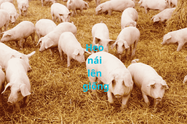 heo nai len giong