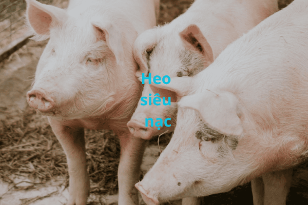Cách nhận biết heo siêu nạc chuẩn xác cho bà con chăn nuôi