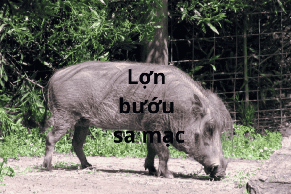 Kỹ thuật nuôi Lợn bướu sa mạc: Giống lợn chịu hạn độc đáo