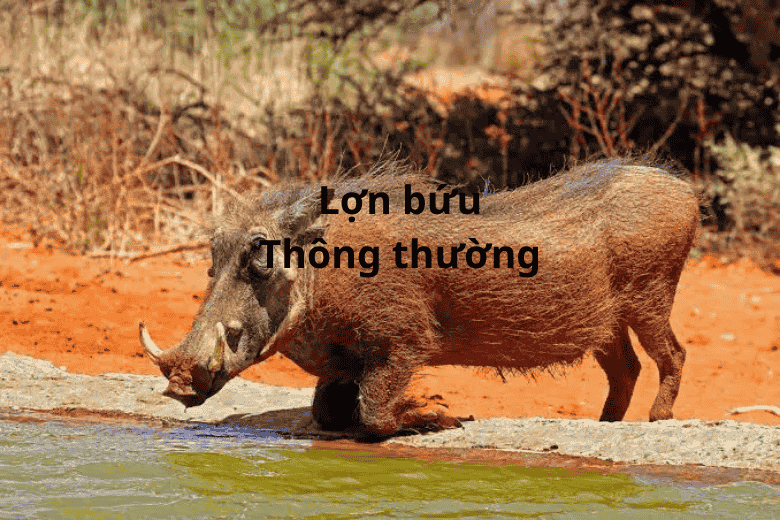 lon buu thong thuong