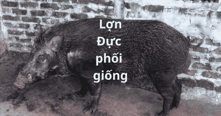 lon duc phoi giong