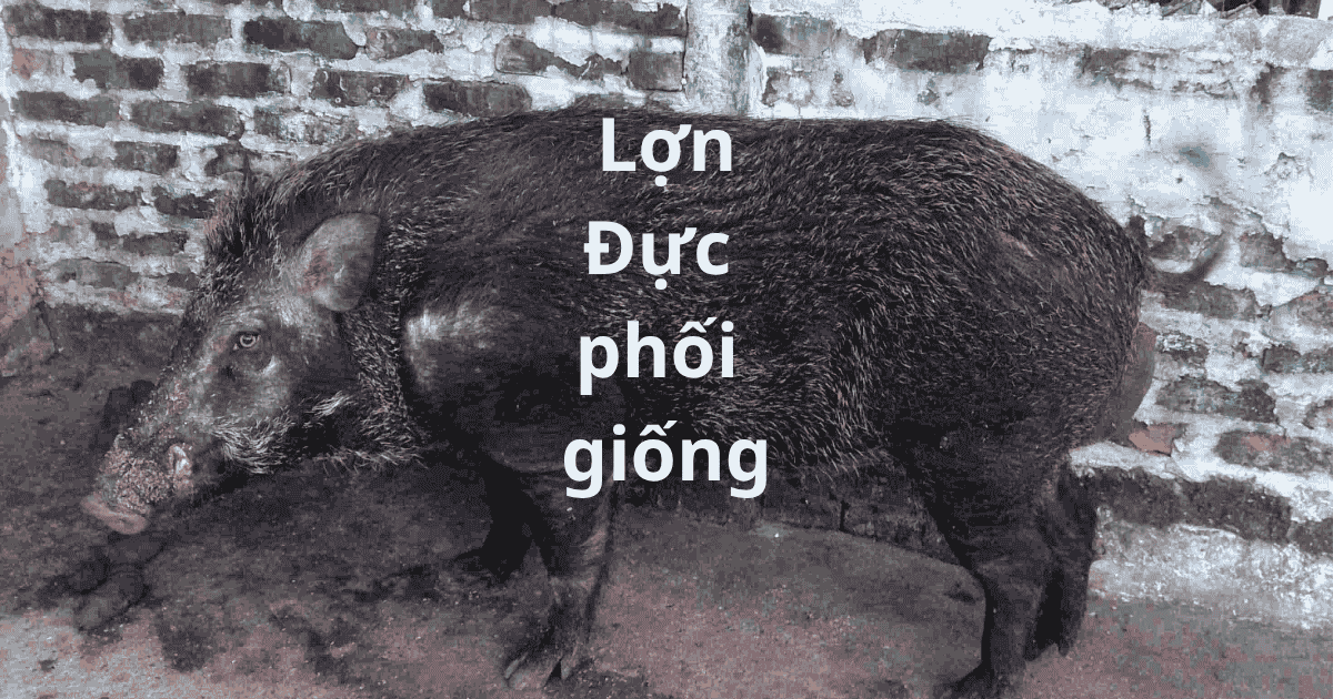 Lợn đực phối giống gọi là gì? Cẩm nang chọn và nuôi heo nọc chuẩn 2026