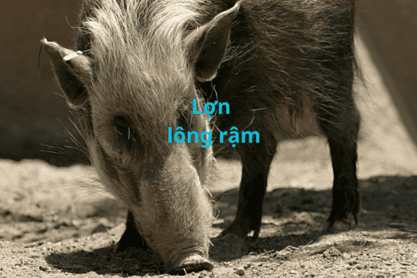 Kỹ thuật nuôi lợn lông rậm: Giống đặc sản làm giàu bền vững 2026