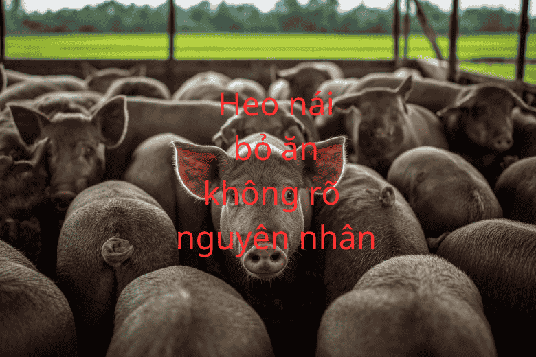 Tại sao heo nái bỏ ăn đột ngột dù nhìn vẫn bình thường?
