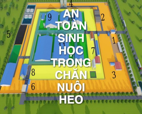 An toàn sinh học trong chăn nuôi heo: Nguyên tắc cần biết