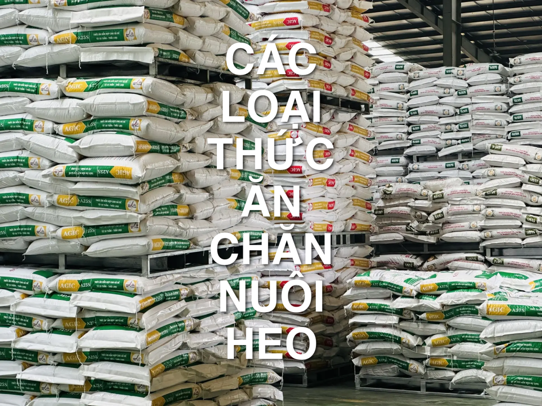 cac loai thuc an cho heo