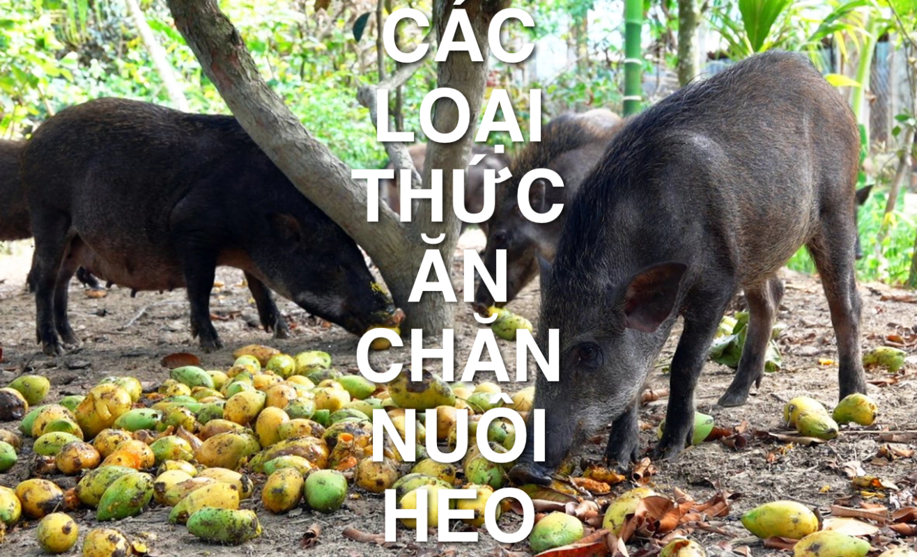 cac thuc an cho heo