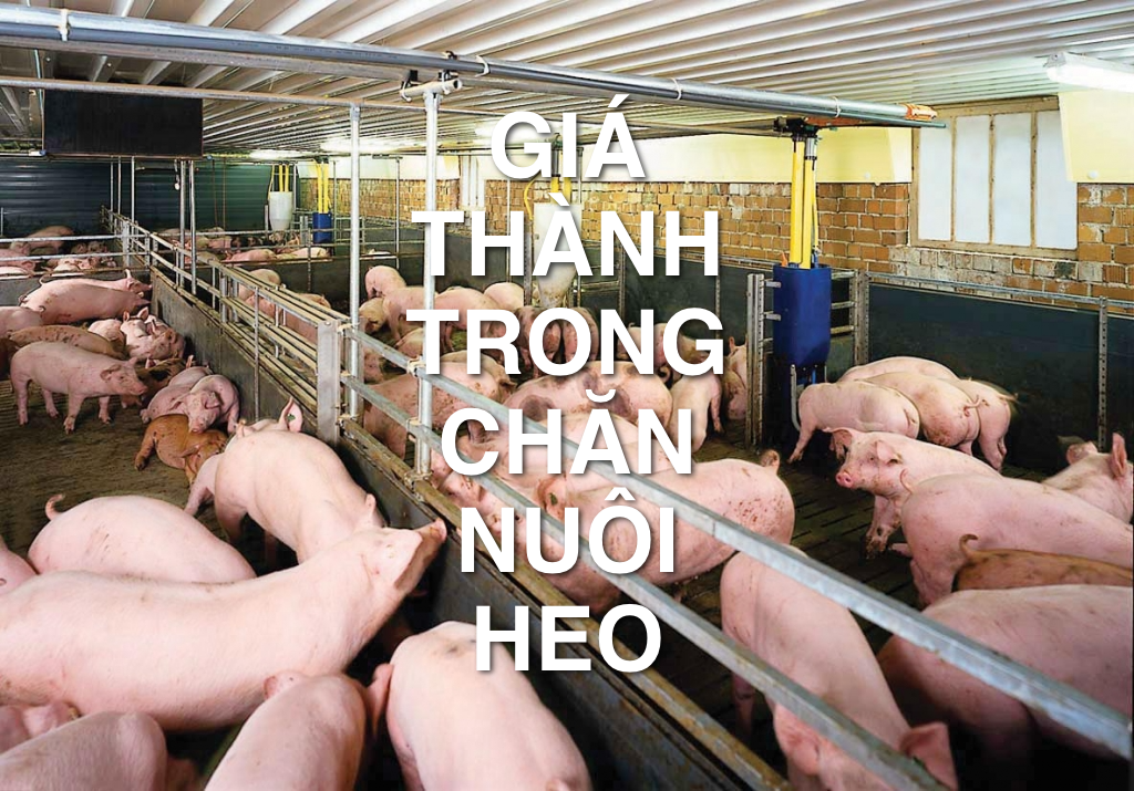 Cách tính giá thành trong chăn nuôi heo dễ dàng 1 Cách tính giá thành trong chăn nuôi heo dễ dàng