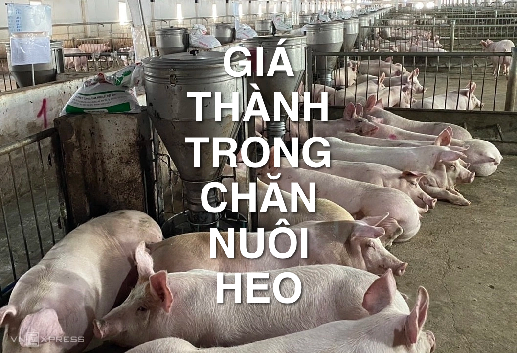Cách tính giá thành trong chăn nuôi heo dễ dàng 3 Cách tính giá thành trong chăn nuôi heo dễ dàng
