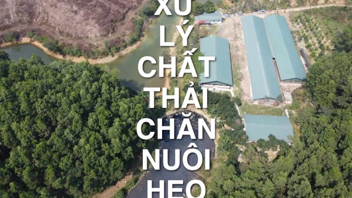 Xử lý chất thải chăn nuôi heo: Cách làm an toàn