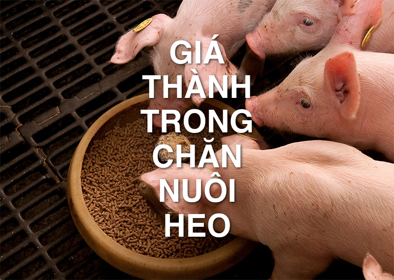 Cách tính giá thành trong chăn nuôi heo dễ dàng 2 Cách tính giá thành trong chăn nuôi heo dễ dàng