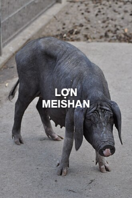 lon Meishan Schwein