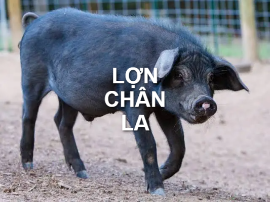 lon chan la 1