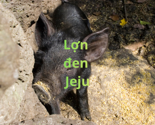 Lợn đen Jeju là giống gì? Đặc điểm và giá trị thịt của giống lợn đen này