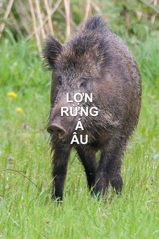 Top loài lợn rừng mạnh mẽ và bài học chăn nuôi 2 lon rung a au