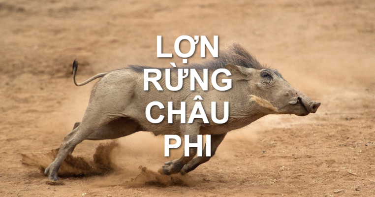 Lợn rừng Châu Phi