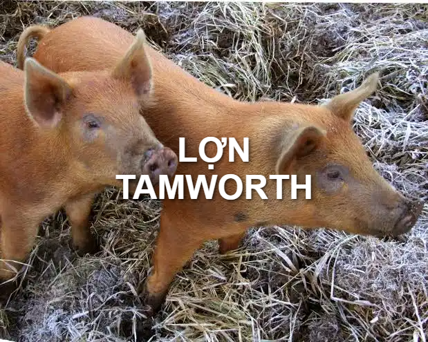Lợn Tamworth
