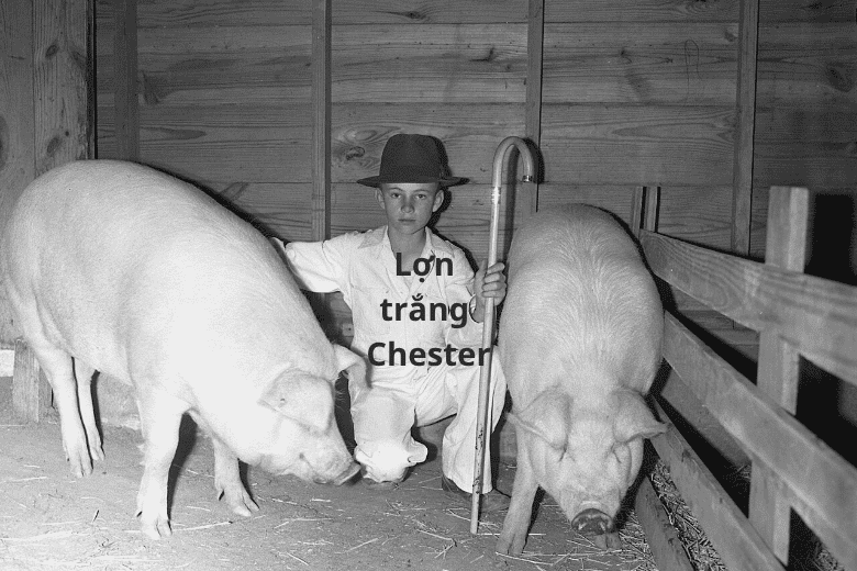 Lợn trắng Chester: Bí quyết nuôi nái khéo, lợn thịt nhanh lớn cho bà con nông dân