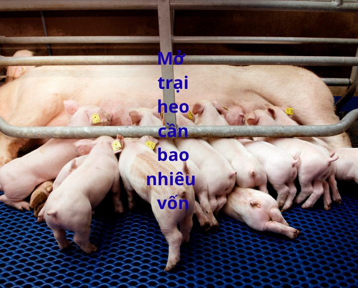 mo trai heo can bao nhieu von